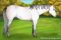 Horse Color:Gray Bay 