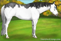 Horse Color:Blue Roan Splash Frame 