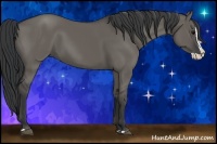 Horse Color:Grullo Splash 