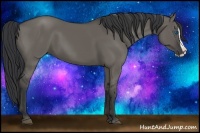 Horse Color:Grullo Splash 