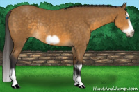 Horse Color:Buckskin Splash Frame Rabicano