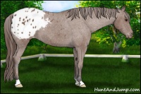 Horse Color:Bay Appaloosa 