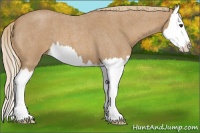 Horse Color:Red Roan Splash 