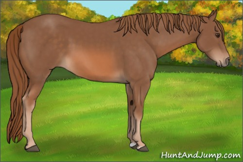 Horse Color: Chestnut 