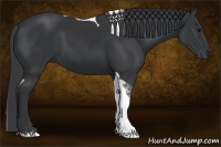 Horse Color:Black Tobiano 