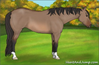 Horse Color:Bay Dun