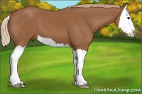 Horse Color:Chestnut Splash 