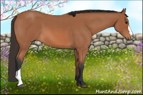 Horse Color: Bay Roan 