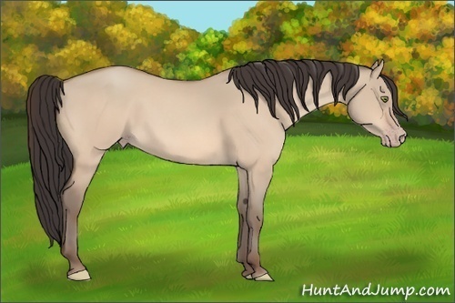Horse Color:Amber Champagne Dun 