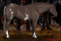 Horse Color:White Spotted Liver Chestnut Rabicano 