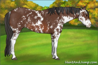 Horse Color:Bay Sabino 