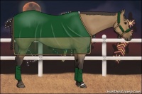 Horse Color:Buckskin Dun 