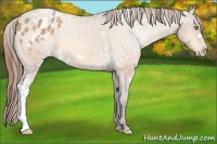 Horse Color:White Spotted Amber Champagne Appaloosa