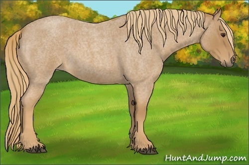 Horse Color:Red Roan 
