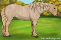 Horse Color:Red Roan 