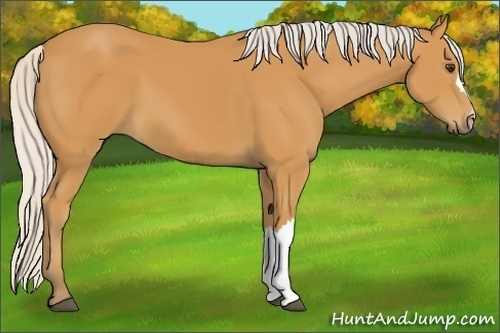 Horse Color:Silver Buckskin 