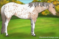 Horse Color:Bay Tobiano Near Leopard 