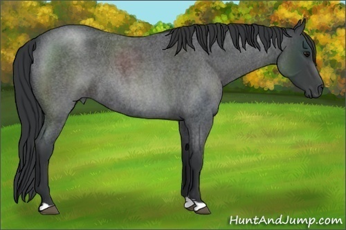Horse Color: Blue Roan 