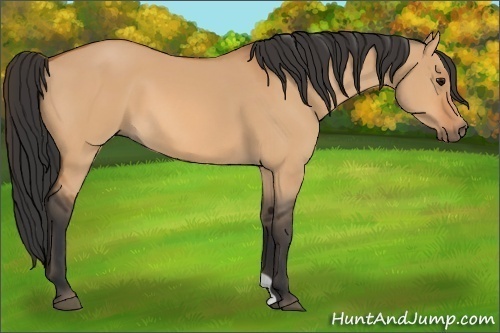 Horse Color:Bay Dun