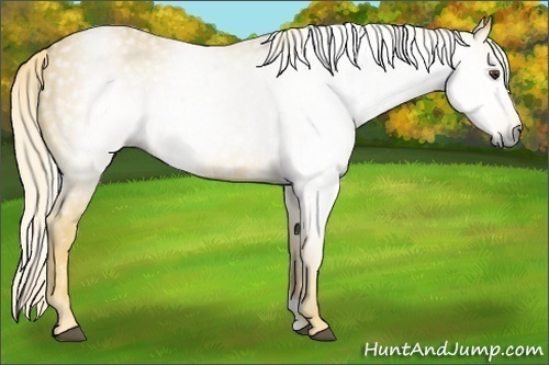 Horse Color:Gray Palomino