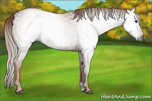Horse Color:Unknown 