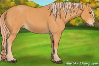 Horse Color:Palomino Roan 