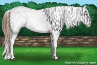 Horse Color:Liver Chestnut Sabino Appaloosa 