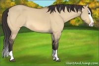 Horse Color:Buckskin Dun Splash 