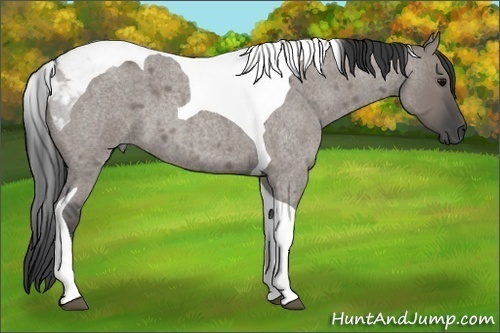 Horse Color:Grullo Roan Tobiano 