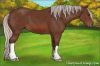 Horse Color:Silver Bay 