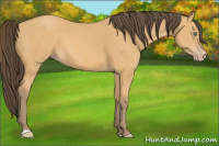 Horse Color:Amber Cream Champagne 