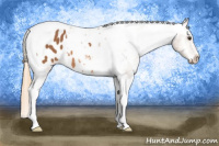 Horse Color:Chestnut Tobiano Appaloosa 