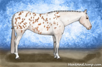 Horse Color:Bay Tobiano Appaloosa 