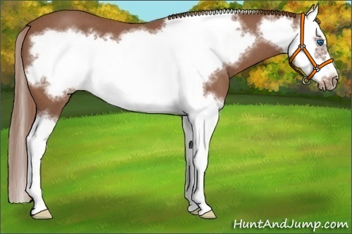 Horse Color:Red Roan Splash Frame