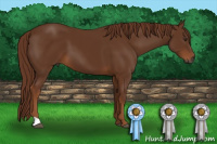 Horse Color:Gray Chestnut 