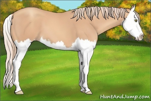 Horse Color: Gold Champagne Splash 
