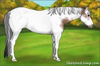 Horse Color:Bay Splash Tobiano Frame 