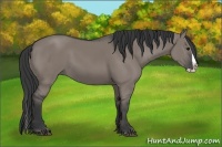 Horse Color:Grullo Splash 