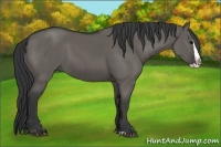Horse Color:Grullo Splash