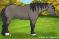 Horse Color:Grullo 