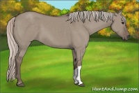 Horse Color:Silver Grullo 