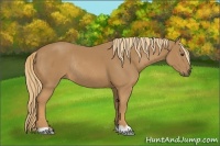 Horse Color:Chestnut Rabicano 