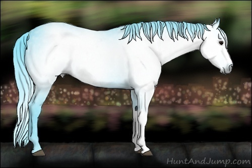Horse Color:Gray Watercolor Smoky Black 