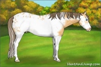 Horse Color:Buckskin Splash Frame Near Leopard 