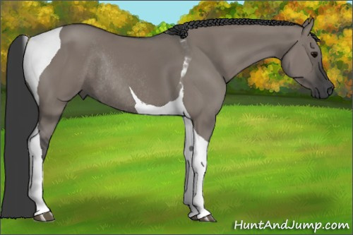 Horse Color: Grullo Tobiano Rabicano 