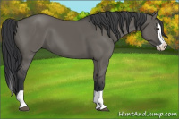 Horse Color:Grullo Splash 