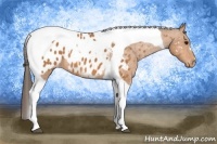Horse Color:Bay Tobiano Appaloosa