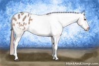 Horse Color:Bay Roan Dun Tobiano Blanket 