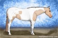 Horse Color:Bay Dun Tobiano Blanket 