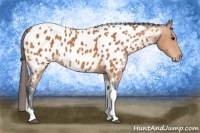 Horse Color:Bay Tobiano Near Leopard